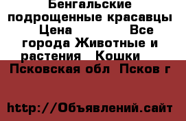 Бенгальские подрощенные красавцы. › Цена ­ 20 000 - Все города Животные и растения » Кошки   . Псковская обл.,Псков г.